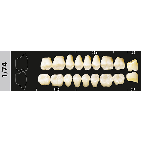 Зубы Major B4 1/74 жевательный низ, 8 шт (Super Lux) st905991 - фото 482360