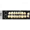 Зубы Major B4 77N жевательный низ, 8 шт (Super Lux ) st734627 - фото 480038