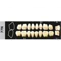 Зубы Major C4 77N жевательный низ, 8 шт (Super Lux) st505551 - фото 480185