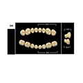 Зубы Yeti A3,5 SM жевательный низ (Tribos) 8 шт. 21104 - фото 480379