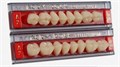 Зубы AcryRock планка из 8 зубов жеват.низ. D-41, цвет B3 st811204 - фото 481630