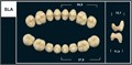 Зубы Yeti D2 SLA жевательный верх (Tribos) 8 шт. 22014 - фото 482450