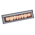 Зубы Ivocryl Набор из 8 зубов A-D жеват.низ. 28 BL1. 630980 - фото 484030