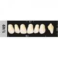 Зубы Major C3 1/49, 28 шт (Super Lux) st524608 - фото 484825