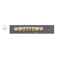 Kaifeng - зубы акриловые 8*1/ A2, 32L (1 планка) A232L_Kaifeng - фото 514605