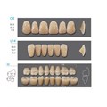 Kaifeng - зубы акриловые, верхние O8, овальные, цвет C2, коробка 4х28 шт C2O8/L14/34_Kaifeng - фото 514622