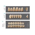 Kaifeng - зубы акриловые, верхние O5, овальные, цвет B3, коробка 4х28 шт B3O5/L8/34_Kaifeng - фото 514660